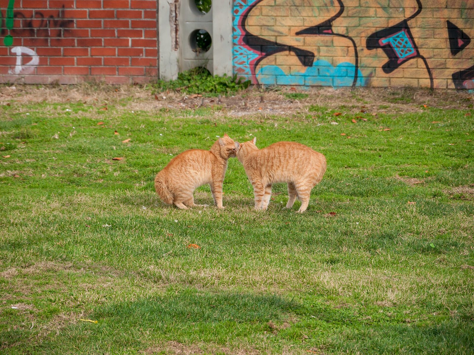 Zwei rotgetigerte Katzen berühren sich mit den Nasen auf einer Wiese vor einer Graffitiwand